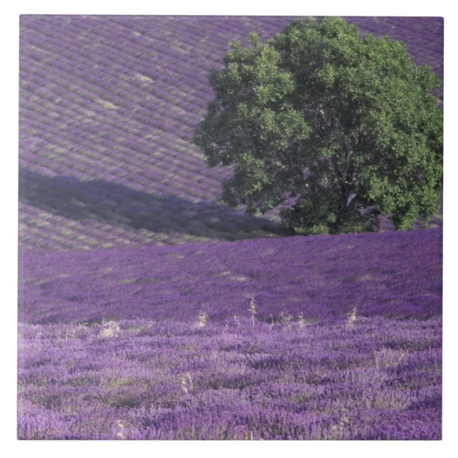Azulejo De Cerâmica Europa, França, Provença, Sault, campos de Lavanda (Frente)
