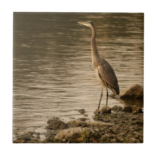 Azulejo De Cerâmica Excelente Blue Heron