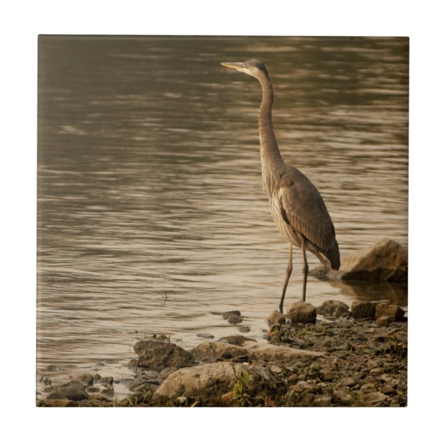 Azulejo De Cerâmica Excelente Blue Heron (Frente)