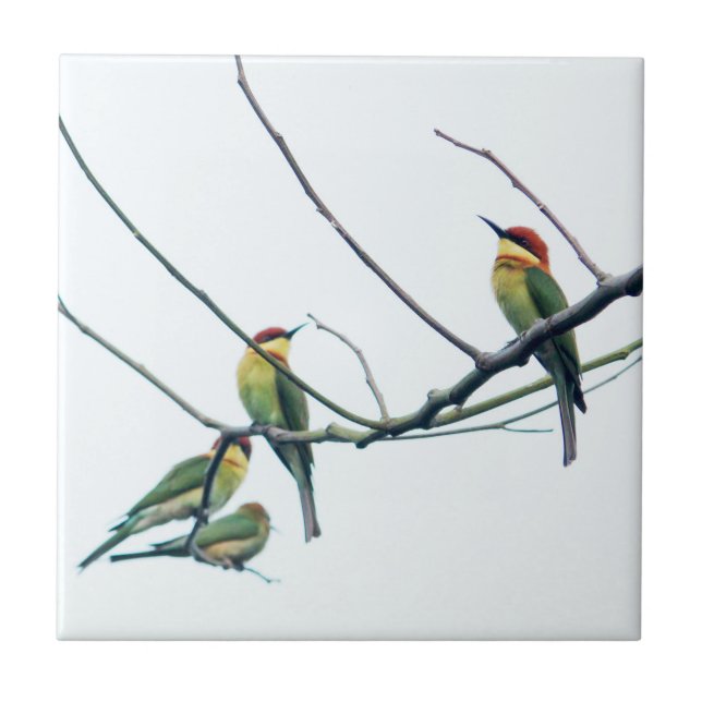 Azulejo De Cerâmica Exotic Indian kerala Bee-Eater Birds on Branch (Frente)