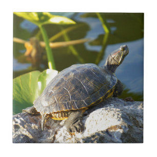 Azulejo De Cerâmica Exposição ao sol