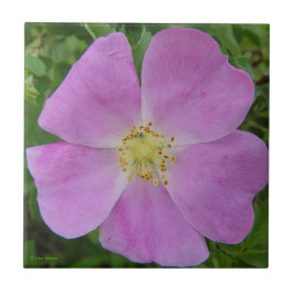 Azulejo De Cerâmica F11 Rosa Selvagem da Pradaria "Rosa arkansana"