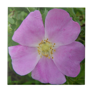 Azulejo De Cerâmica F11 Rosa Selvagem da Pradaria "Rosa arkansana"