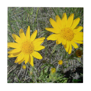 Azulejo De Cerâmica F15 Flores Silvestres Amarelas Sneezeweed