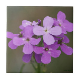 Azulejo De Cerâmica F19 Flores Silvestres Roxas Dames Rocket