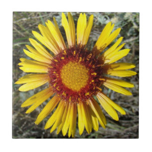 Azulejo De Cerâmica F1 Flor Amarela Selvagem Gaillardia