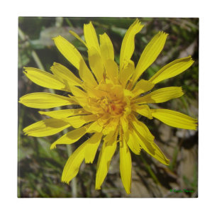 Azulejo De Cerâmica F21 Flor Amarela Silvestre Cravo-de-defunto de Fol