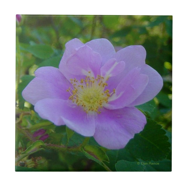 Azulejo De Cerâmica F37 Rosa Silvestre (Frente)