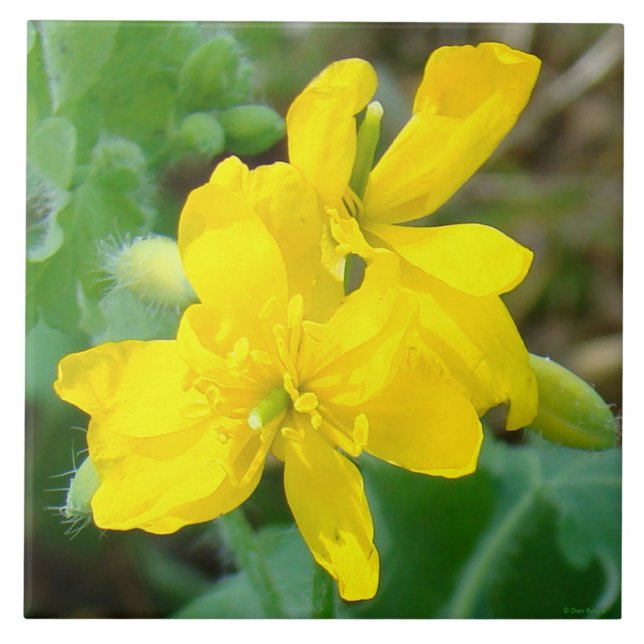 Azulejo De Cerâmica F44 Flores silvestres amarelas Mostarda selvagem (Frente)
