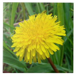 Azulejo De Cerâmica F45 Dente-de-leão "Taraxacum officinale"