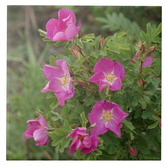 Azulejo De Cerâmica F46 Rosas Silvestres (Frente)