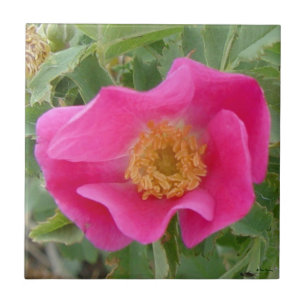 Azulejo De Cerâmica F4a Rosa Silvestre
