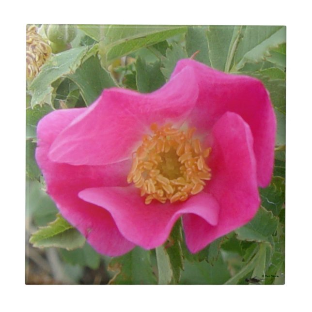 Azulejo De Cerâmica F4a Rosa Silvestre (Frente)