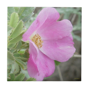 Azulejo De Cerâmica F4b Rosa Selvagem