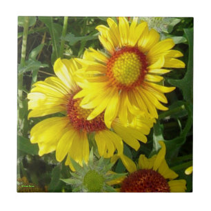 Azulejo De Cerâmica F6 Flores Silvestres Amarelas Gaillardia