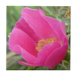 Azulejo De Cerâmica F7 Rosa Silvestre