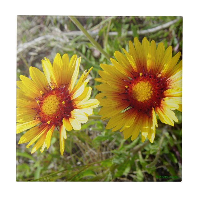 Azulejo De Cerâmica F8 Flores Amarelas Gaillardia (Frente)