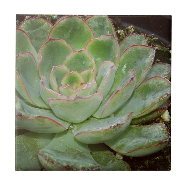 Azulejo De Cerâmica Fábrica Suculenta (Frente)