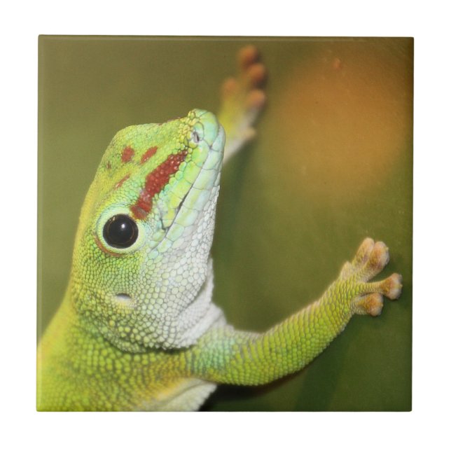 Azulejo De Cerâmica Face de Gecko (Frente)