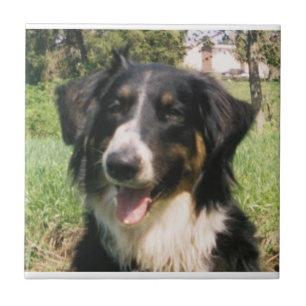 Azulejo De Cerâmica Faithful Finnegan