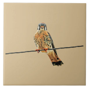 Azulejo De Cerâmica Falcão americano do Kestrel