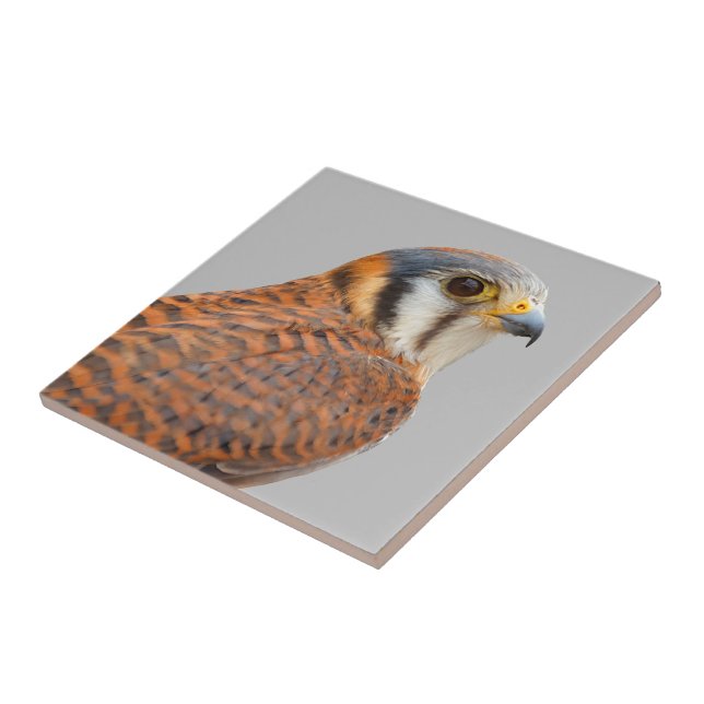 Azulejo De Cerâmica Falcão Americano Kestrel Sparrowhawwawk espantoso (Lateral)