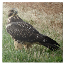 Azulejo De Cerâmica Falcão de B52 Swainson