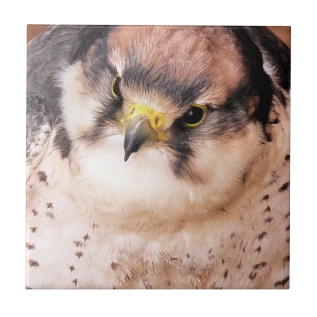 AZULEJO DE CERÂMICA  FALCON (Frente)