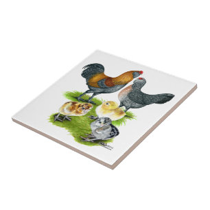 Azulejo De Cerâmica Família Ameraucana de frango