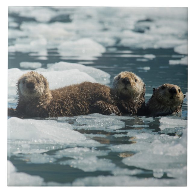 Azulejo De Cerâmica Família da lontra de mar (Frente)
