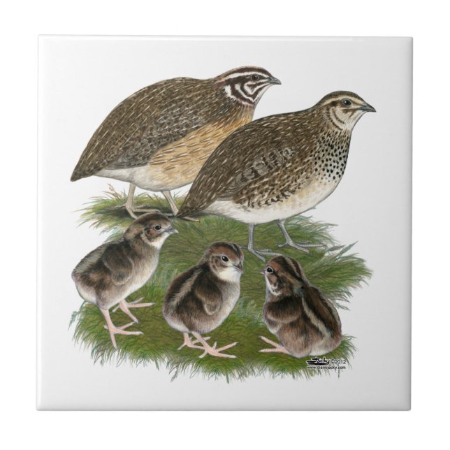 Azulejo De Cerâmica Família de Codorniz Coturnix (Frente)