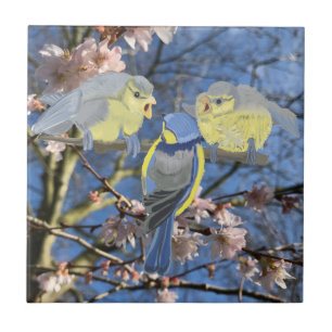 Azulejo De Cerâmica Família de Frango Azul e Amarelo
