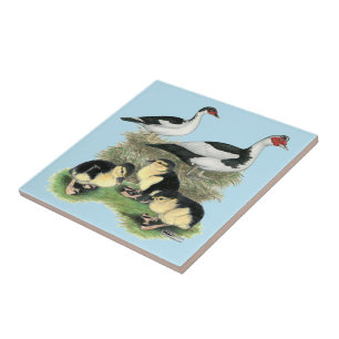 Azulejo De Cerâmica Família de Patos de Peito Preto Muscovy