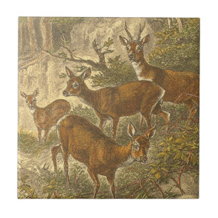 Azulejo De Cerâmica Família de Roe - Deers em Floresta