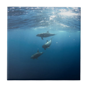 Azulejo De Cerâmica Família do golfinho