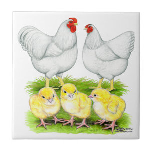 Azulejo De Cerâmica Família Wyandotte de Frango Branco