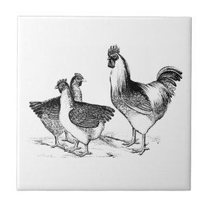 Azulejo De Cerâmica Farmácia, animais de galinha