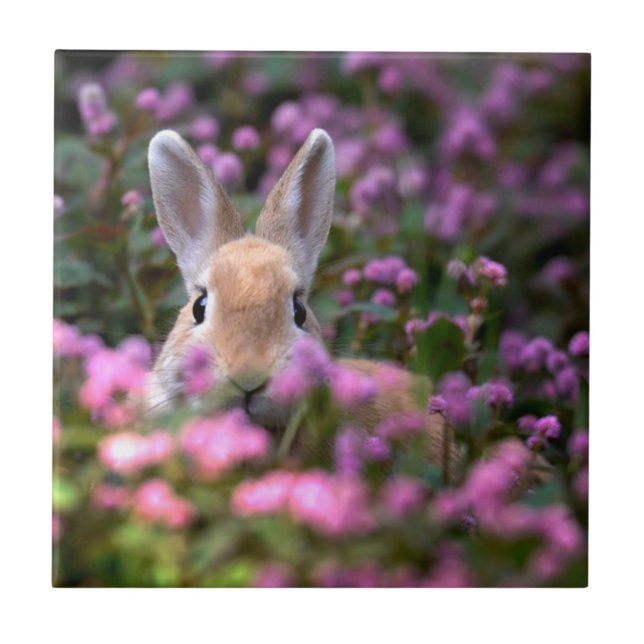 Azulejo De Cerâmica Fazenda de coelho (Frente)