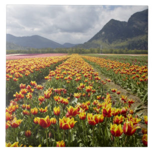 Azulejo De Cerâmica Fazenda de Tulipas perto de Agassiz, Colúmbia Brit