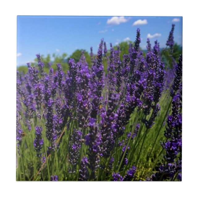 Azulejo De Cerâmica Fazenda lavanda (Frente)