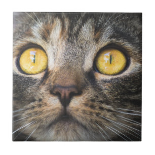 Azulejo De Cerâmica Fechamento de Gato com Olhos Amarelos