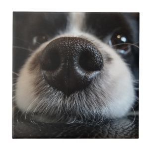 Azulejo De Cerâmica Fechamento do Nariz Collie Fronteira