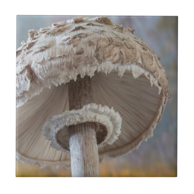 Azulejo De Cerâmica Fechar A Parte Inferior Do Cogumelo (Frente)