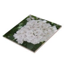 Fechar Flores de Laurel White Mountain