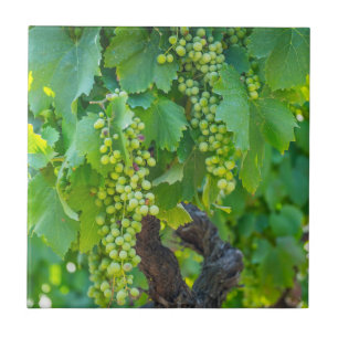 Azulejo De Cerâmica Fechar Uvas Em Maturação