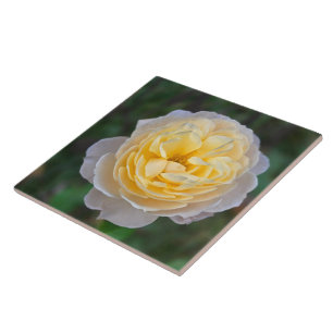Azulejo De Cerâmica Feche a rosa amarela do Pastel