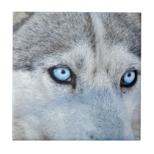 Azulejo De Cerâmica Feche o Husky siberiano com Olhos Azuis
