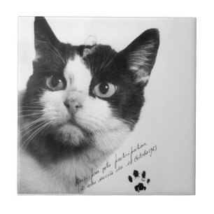 Azulejo De Cerâmica Félicette: O Primeiro Gato no Espaço