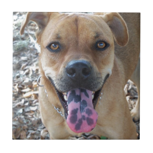 Azulejo De Cerâmica Feliz Cachorro com a língua (Frente)