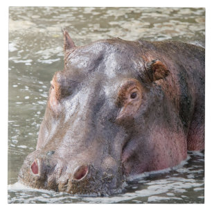 Azulejo De Cerâmica Feliz Hippo